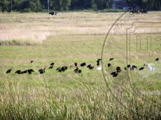 Plegadis-falcinellus_днёвка